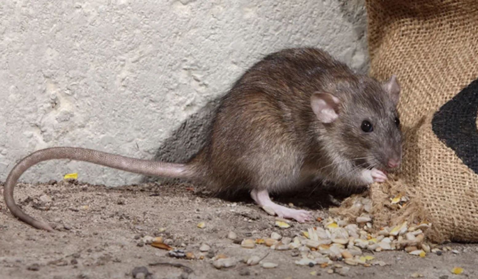 фото: Профессиональная дератизация в Одесском: <br/>+7-909-173-42-96