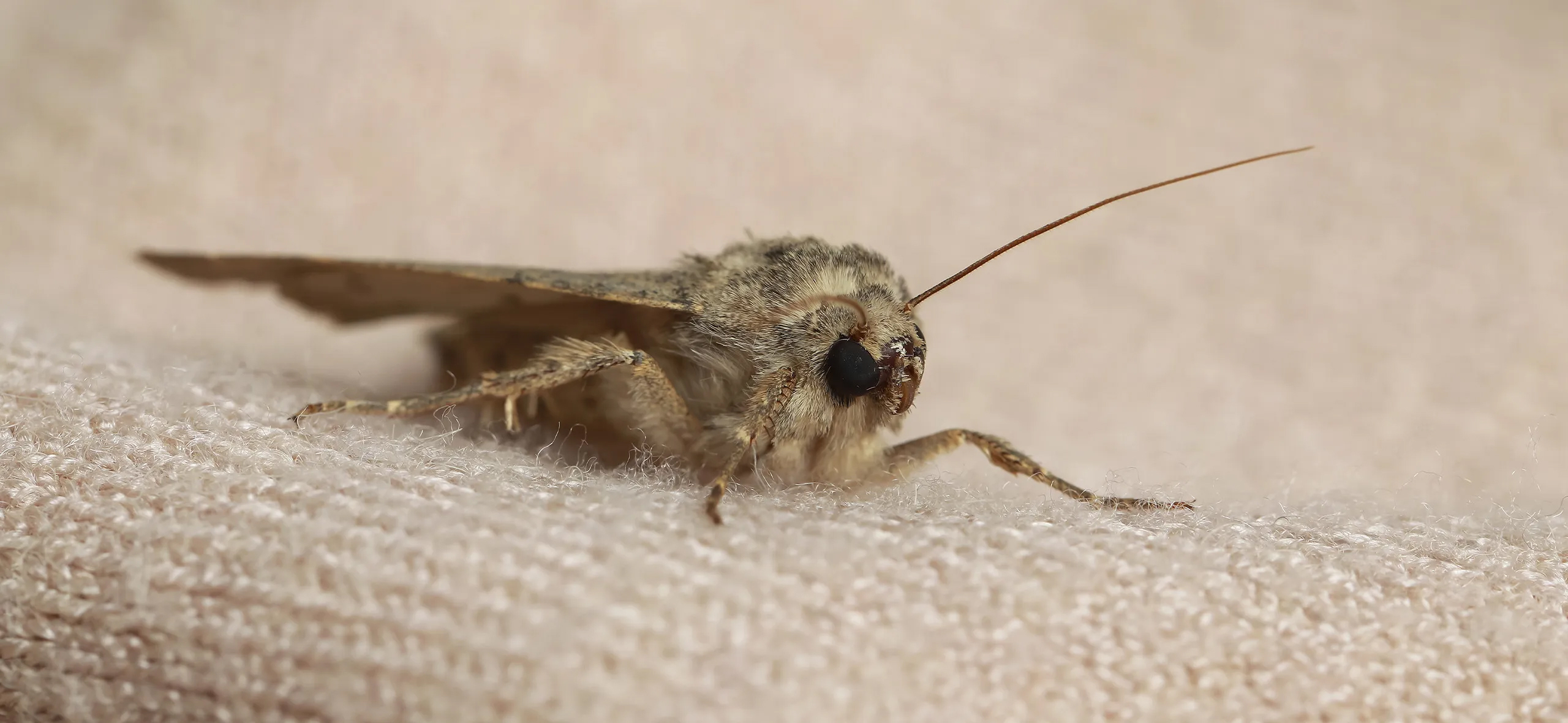 фото: Профессиональная обработка от моли в Одесском: <br/>+7-909-173-42-96